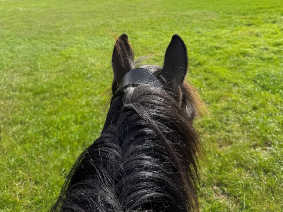 Horse Riding in North Somerset